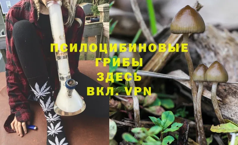 Галлюциногенные грибы Psilocybe  Поронайск 